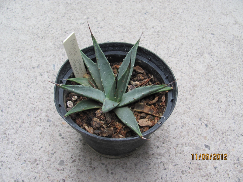 Agave utahensis 5/10cm dm - BIO